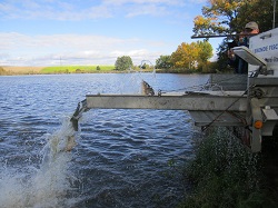 Karpfen springt hoch
